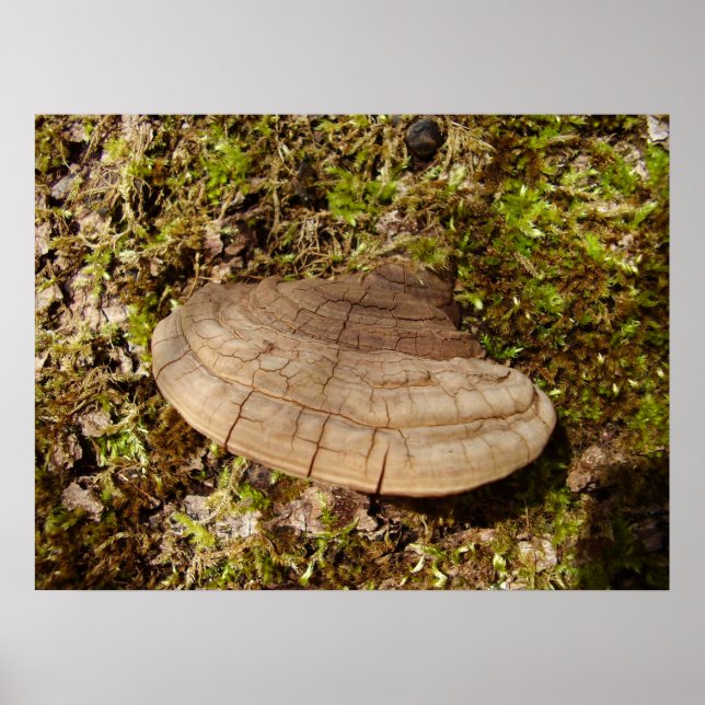 Poster du champignon Phellinus igniarius (Devant)