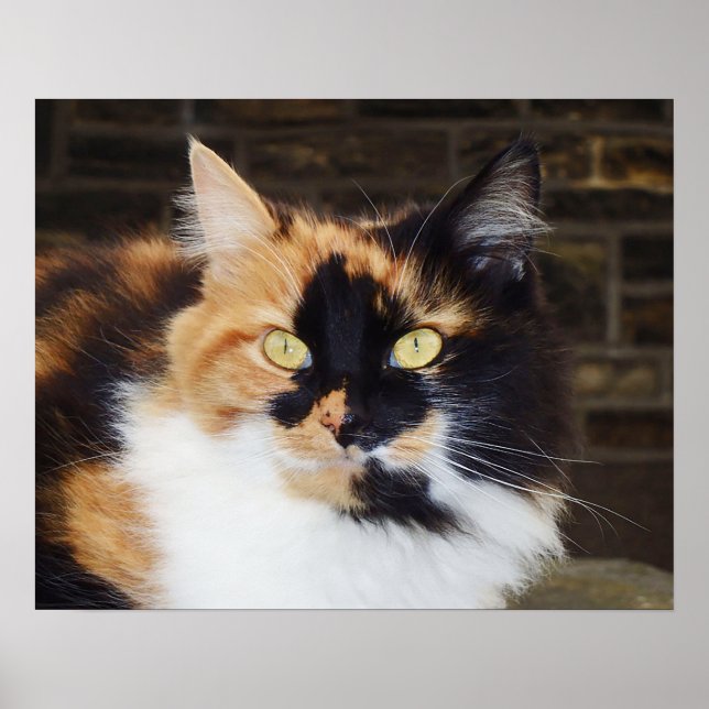 Poster du chat Calico (Devant)