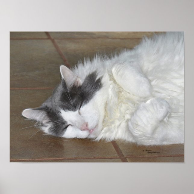 Poster du chat coon principal dormant (Devant)
