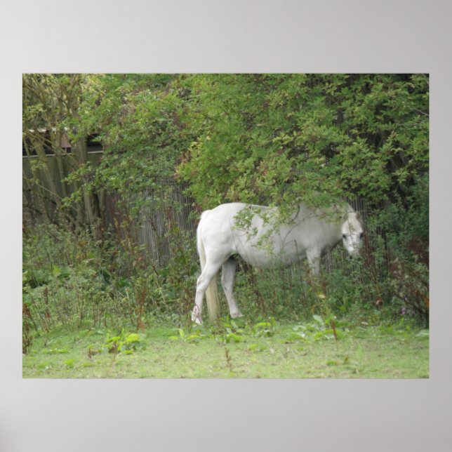 Poster du Cheval Blanc et timide (Devant)