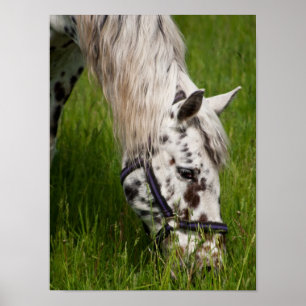 Poster du Cheval de Leopard Appaloosa