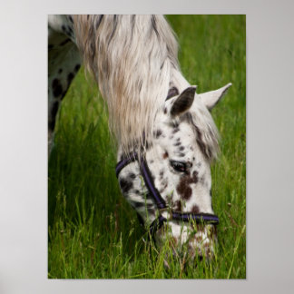 Poster du Cheval Leopard Appaloosa