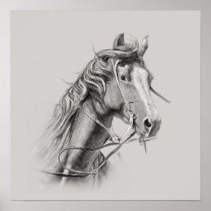 Poster du cheval : Majestic Power on Display