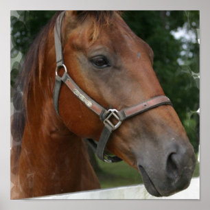 Poster du Cheval Trimestre Imprimer