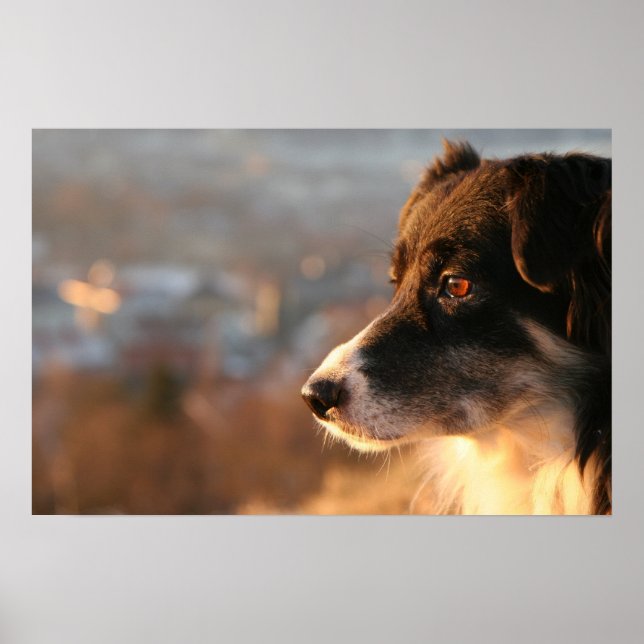 Poster du chien Collie Bordure (Devant)