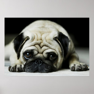 Poster du chien coquelicot triste Carlin