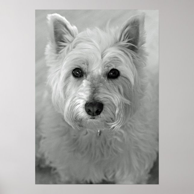 Poster du chien de Terrier (Westie) de l'Ouest des (Devant)