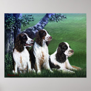 Poster du chien espagnol Springer anglais Imprimer