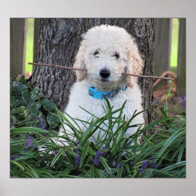 Poster du chien Goldendoodle (Devant)