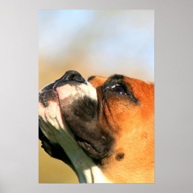 Poster du chiot (Devant)