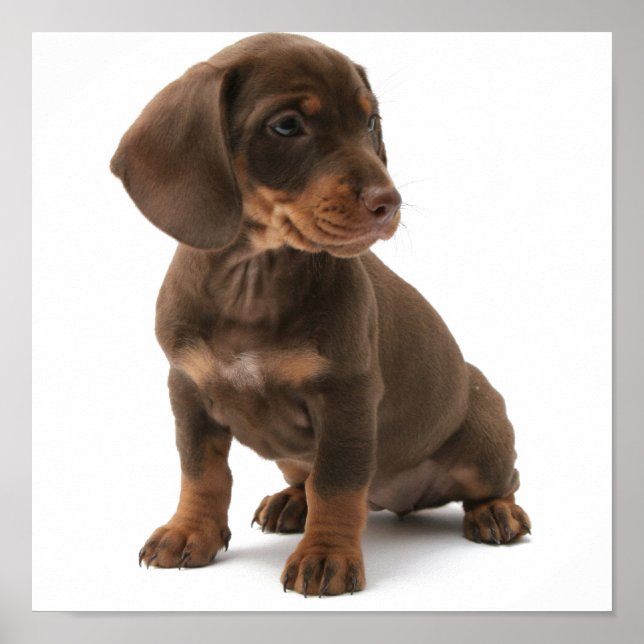Poster du chiot Dashchund Reint (Devant)