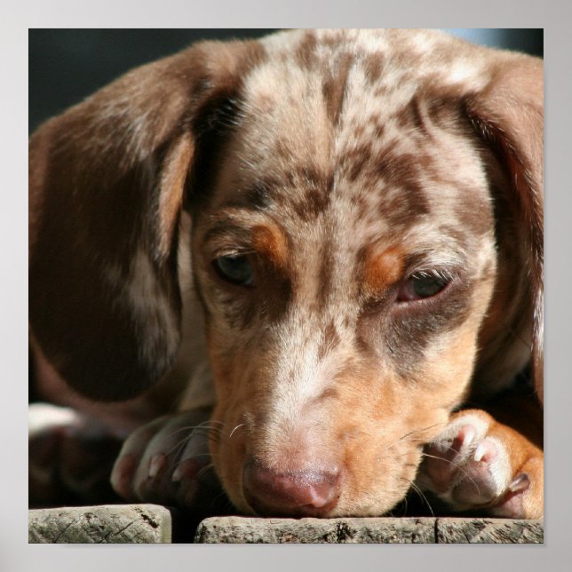 Poster du chiot de Cute Daschund (Devant)