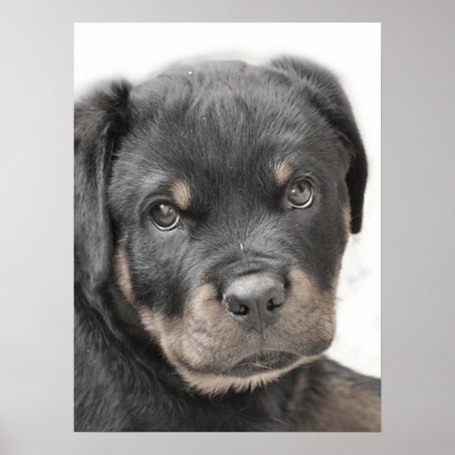Poster du chiot Rottweiler (Devant)