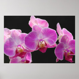 Poster du cluster Phalaenopsis Orchidée -36x24