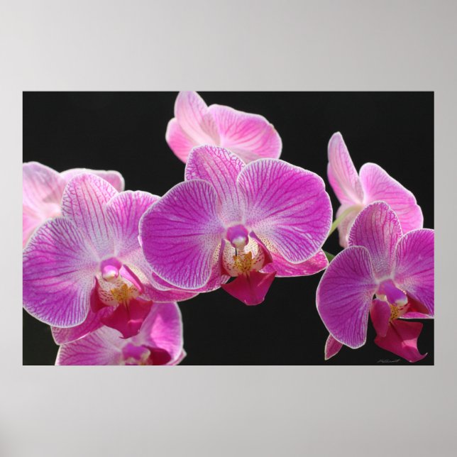 Poster du cluster Phalaenopsis Orchidée -36x24 (Devant)