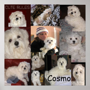 Poster du Cosmo par lin