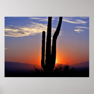 Poster du coucher de soleil de Cactus