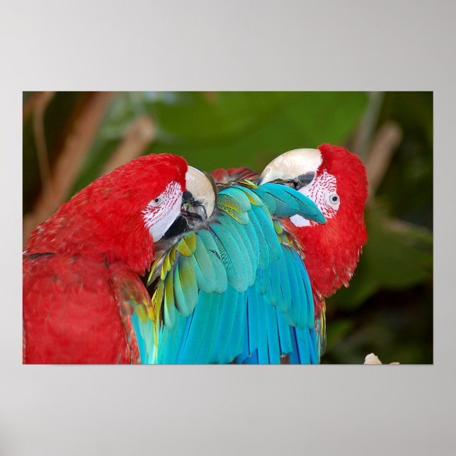 Poster du couple de perroquets Macaw (Devant)
