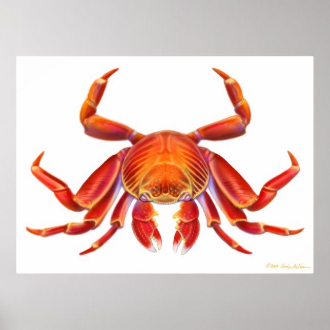 Poster du crabe de Sally Lightfoot (Devant)