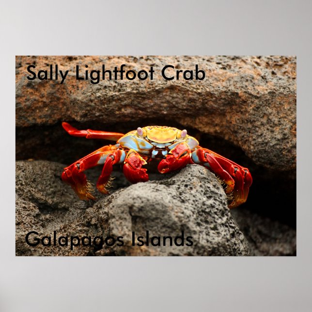 Poster du crabe de Sally Lightfoot (Devant)