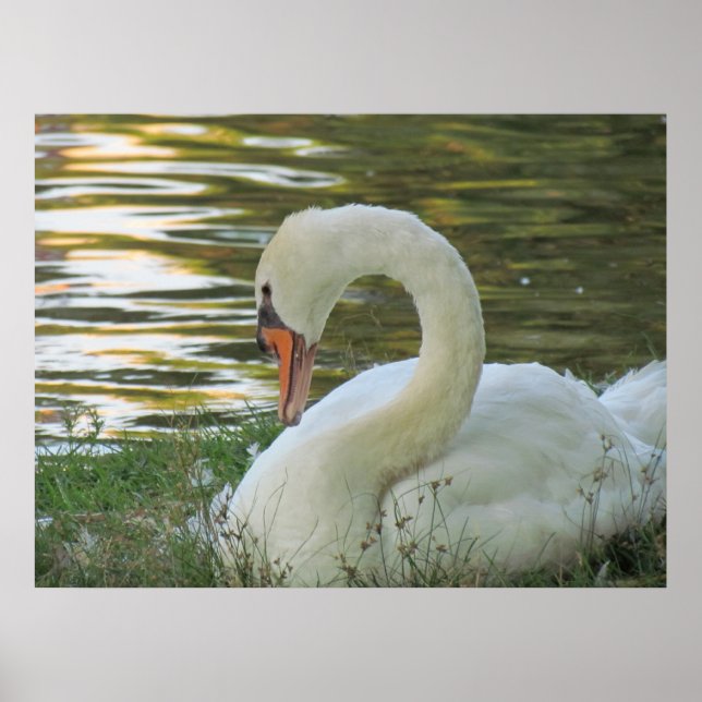 Poster du cygne assis (Devant)