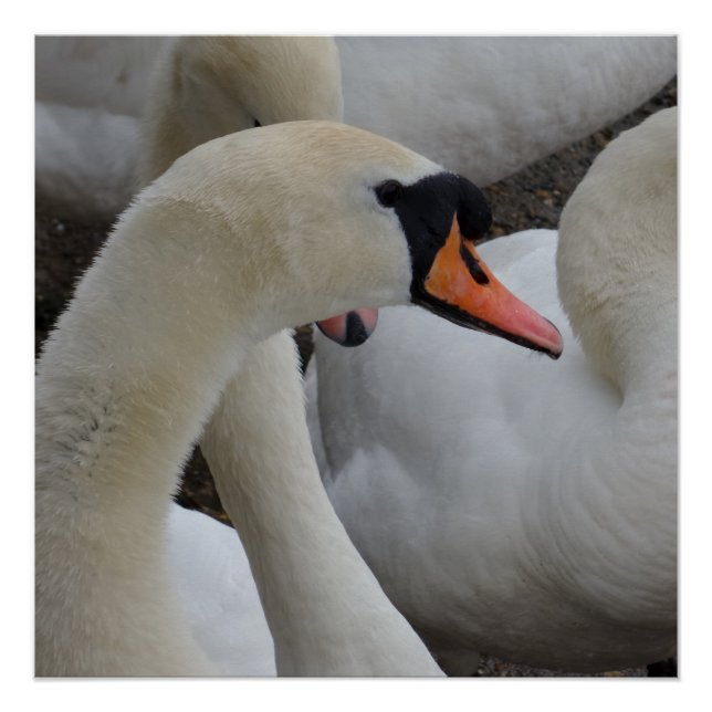 Poster du cygne blanc (Devant)