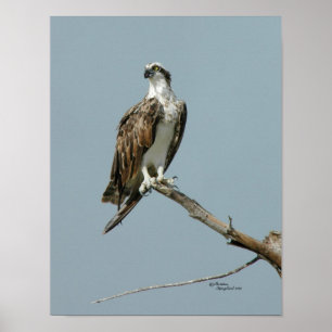 Poster du faucon d'Osprey