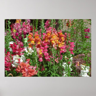 Poster du Festival Snapdragon