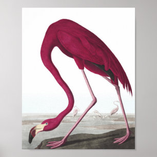 Poster du Flamant rose vintage