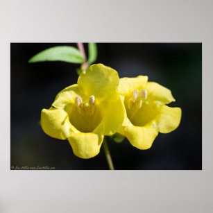 Poster du Fleur sauvage de Foxglove jaune "Twin Su