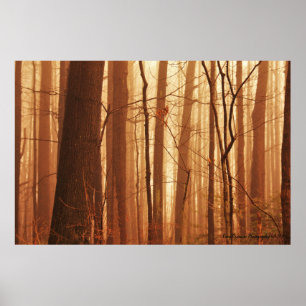 Poster Du Fog Dans La Forêt