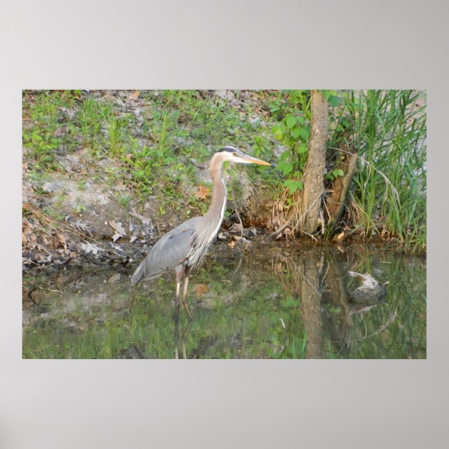 Poster du Grand Héron Bleu Woodland (Devant)
