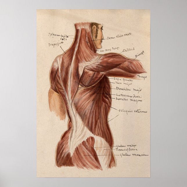 Poster du graphique d'anatomie vintage (Devant)