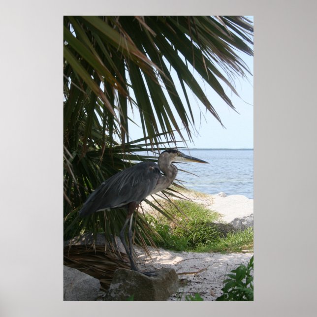 Poster du Héron bleu (Devant)