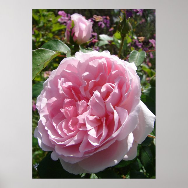 Poster du jardin de la Rose Vintage rose (Devant)