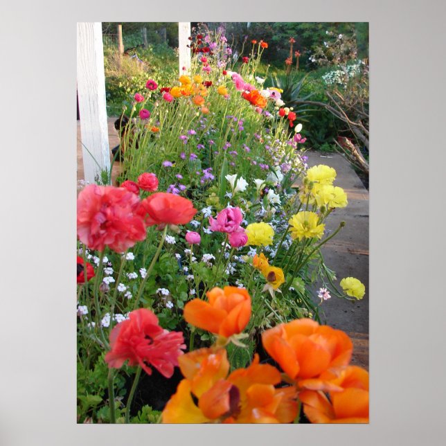 Poster du jardin de printemps Rannunculus Floral F (Devant)