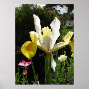 Poster du Jardin Fleuri Iris