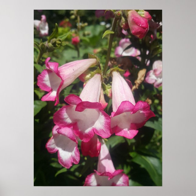 Poster du jardin fleuri Pink Penstem (Devant)