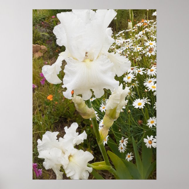 Poster du Jardin Floral Iris Blanc (Devant)