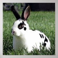 Poster du lapin Mini Rex