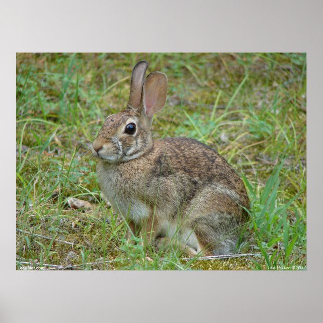 Poster du lapin sauvage Eastern Cottontail II (Devant)