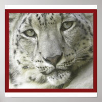 Poster du léopard des neiges