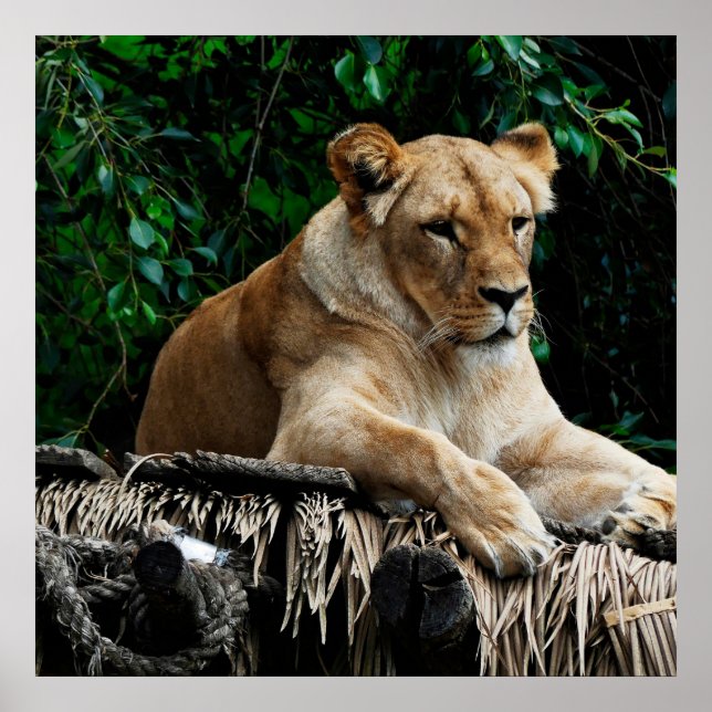 Poster du lion (Devant)