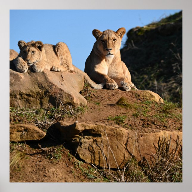 Poster du lion (Devant)