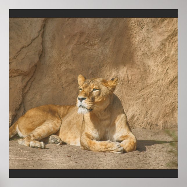 Poster du lion (Devant)