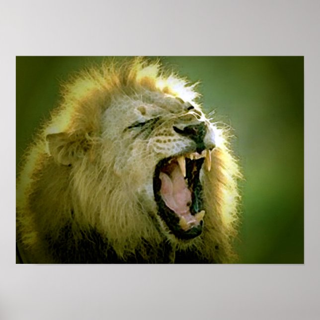 Poster du lion rugissant - Art de la photographie  (Devant)
