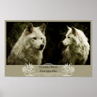 Poster du loup de toundra 11x17