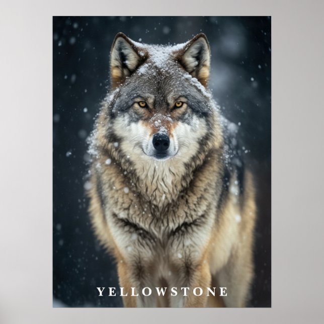 Poster du loup de Yellowstone (Devant)