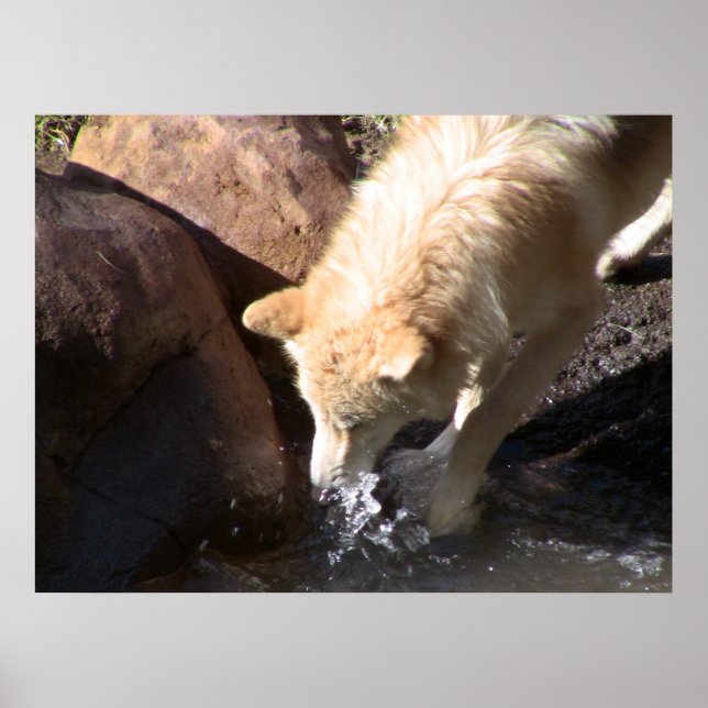 Poster du loup gris (Devant)