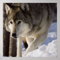 Poster du loup gris